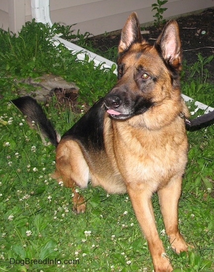 A tan and black shepherd sitting in the grass wearing a black leash with his tongue sticking out a little as he looks to the left